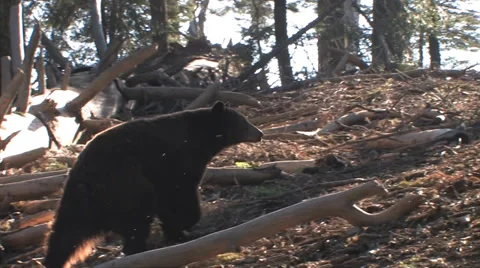 Black bear walking through woods at Yosemite National Park Stock Footage
