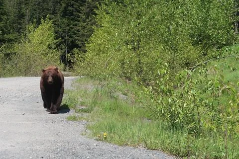 Black bear walking toward camera on remote forest road in Whistler, Canada Stock Photos