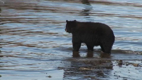 Black Bear walking in water Video stock 85534394