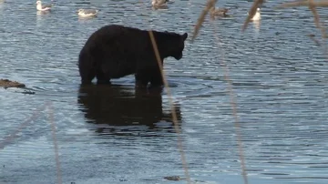Black Bear walking in water Stock Footage 85534419