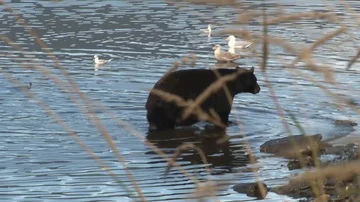 Black Bear walking in water Stock Footage 85535352