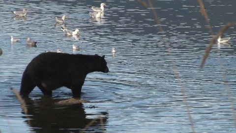Black Bear walking in water Stock Footage 85535363