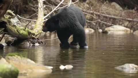 Black Bear walking in a water source in British Columbia 스톡 동영상 297530743