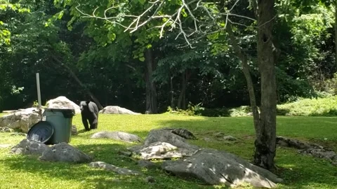 A black bear walks across a small rocky field in a park to a trash can, Vidéo 198021965