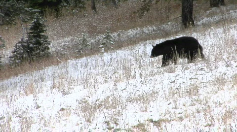 A black bear walks down a snowy hillside. Stock Footage 557019