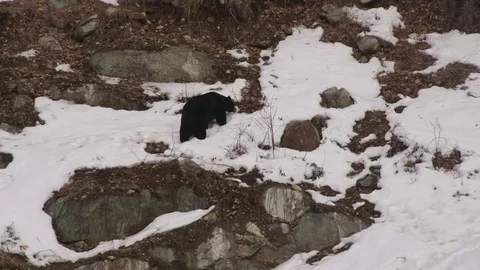 Black bear walks up partially snow covered hillside Stock Footage 73669952