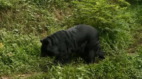 Black Bear Walks on Path Stock Footage 10604952