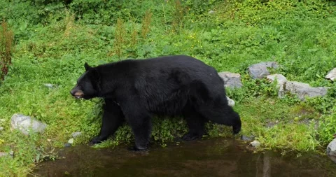 Black Bear walks slowly on the river bank in Alaska Stock Footage 259938976