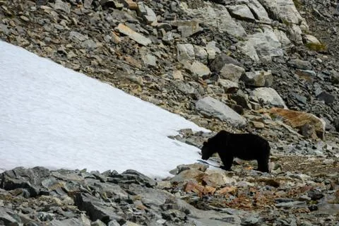 Black Bear Walks Toward Patch of Snow on Boulder Field Foto stock