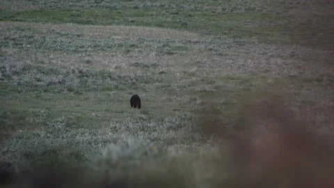 Black bear wanders in an open field Stock Footage 194164753