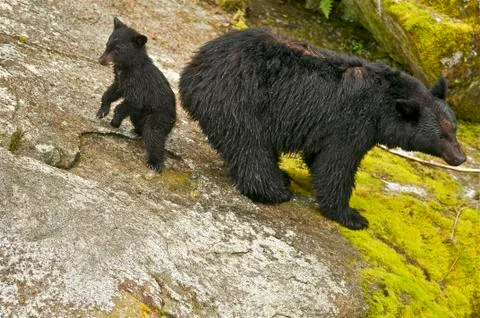 Black Bear w/cub Foto stock