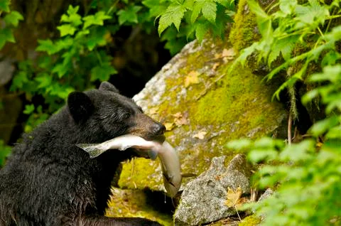 Black Bear w/fish Foto stock