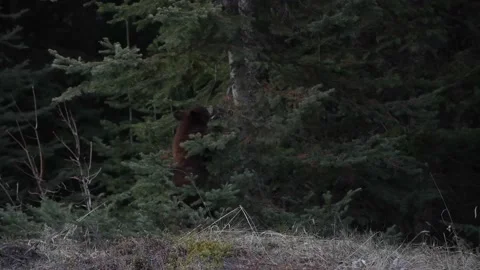 Black bear in the wild Видео 150828025
