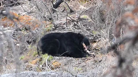 Black bear in the wild Видео 150828151