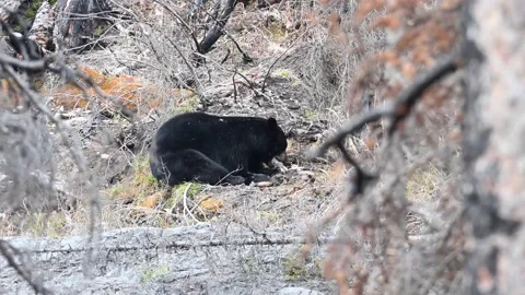 Black bear in the wild Видео 150828168