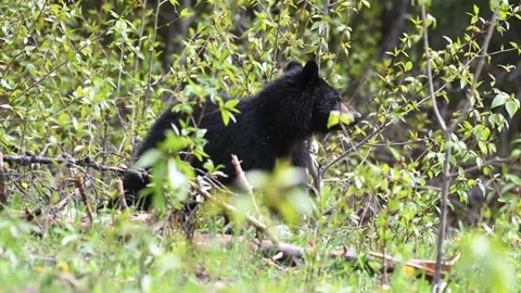 Black bear in the wild Stock Footage 150828556