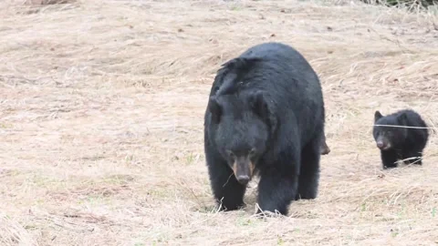 Black bear in the wild Видео 150828736