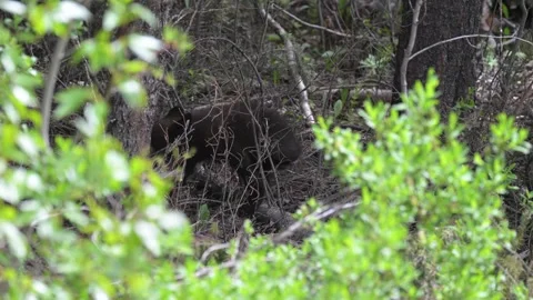 Black bear in the wild Stock Footage 314796177