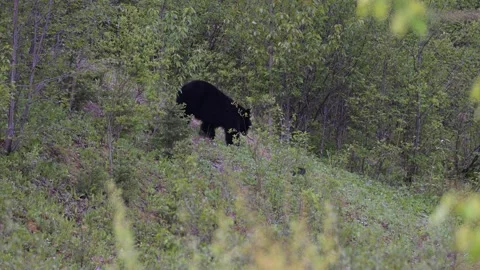 Black bear in the wild Stock Footage 314796195