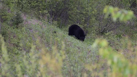 Black bear in the wild Stock Footage 314796197