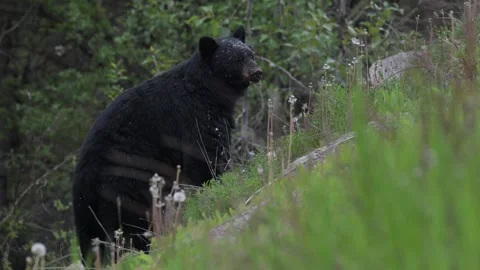 Black bear in the wild Stock Footage 314796201