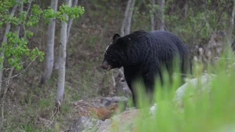 Black bear in the wild Stock Footage 314796209