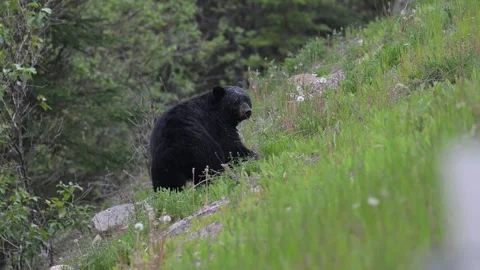 Black bear in the wild Stock Footage 314796212