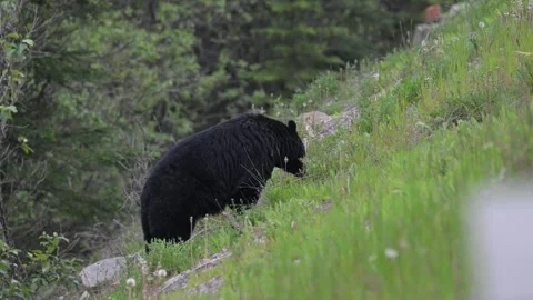 Black bear in the wild Stock Footage 314796222