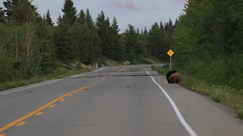 Black bear in the wild Stock Footage 314796230