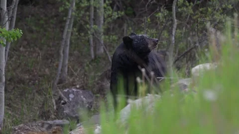 Black bear in the wild Stock Footage 314796236