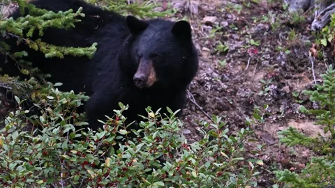 Black bear in the wild Stock Footage 328367296