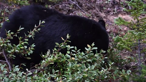 Black bear in the wild Video stock 328367457