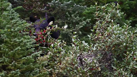 Black bear in the wild 動画素材 328367485