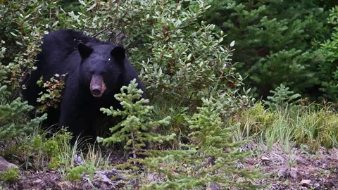 Black bear in the wild Stock Footage 328367763