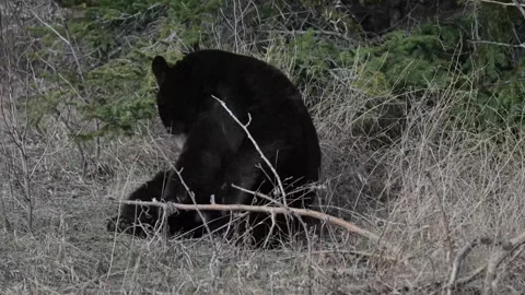 Black bear in the wild Vidéo 337838703