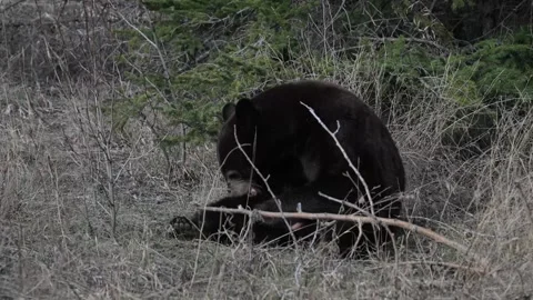 Black bear in the wild Vídeos de archivo 337838726