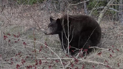 Black bear in the wild Stock Footage 337838739