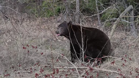 Black bear in the wild Vídeos de archivo 337838750