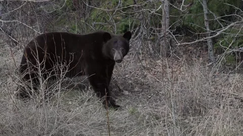 Black bear in the wild Stock Footage 337838841