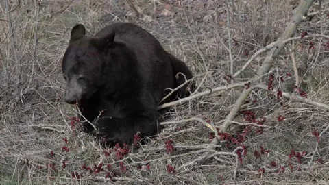 Black bear in the wild Stock Footage 337838891