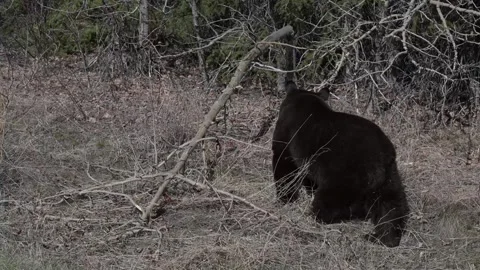 Black bear in the wild Vídeos de archivo 337838901