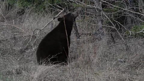 Black bear in the wild Vídeos de archivo 337838934