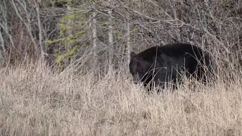 Black bear in the wild Video stock 337838960