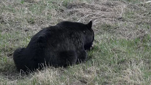 Black bear in the wild Stock Footage 337838979
