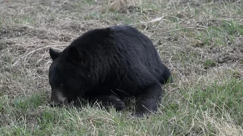 Black bear in the wild Vidéo 337838980