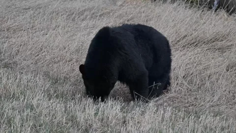 Black bear in the wild Stock Footage 337839003