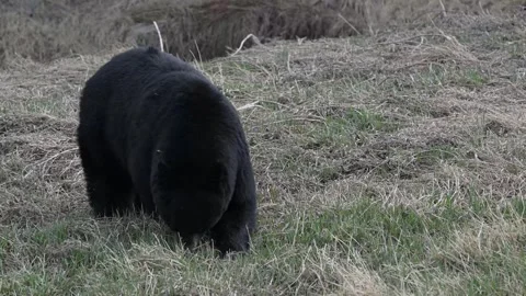 Black bear in the wild Stock Footage 337839004