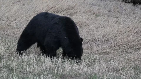 Black bear in the wild Stock Footage 337839013