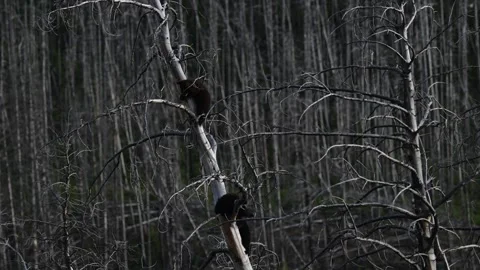 Black bear in the wild Stock Footage 337839029