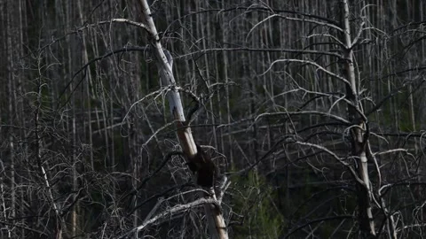Black bear in the wild Stock-Footage 337839052
